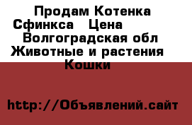 Продам Котенка Сфинкса › Цена ­ 4 000 - Волгоградская обл. Животные и растения » Кошки   